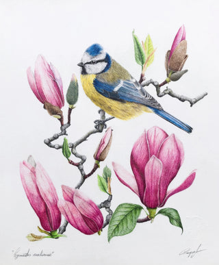 Blue tit