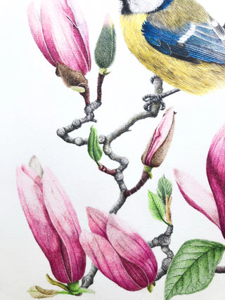 Blue tit