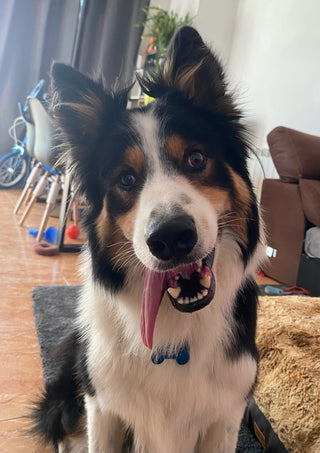 Benji